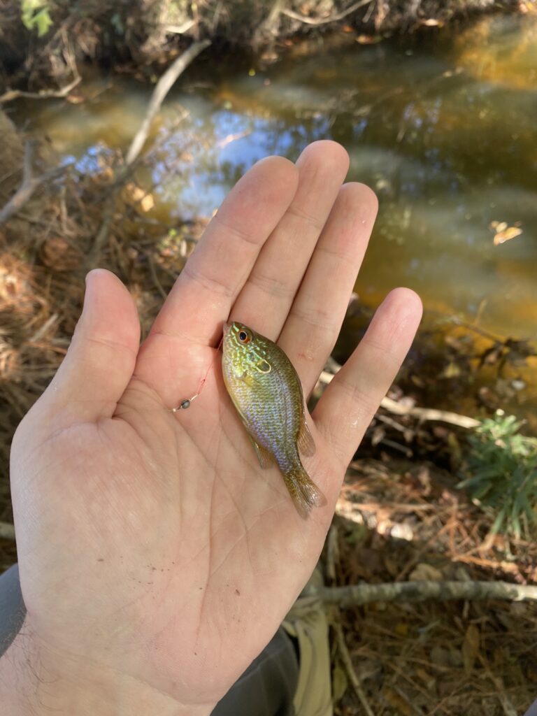 Beginners Guide to Microfishing: Gearing Up